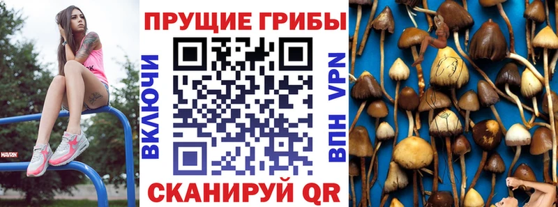Галлюциногенные грибы Psilocybine cubensis  Купить где  Хасавюрт 